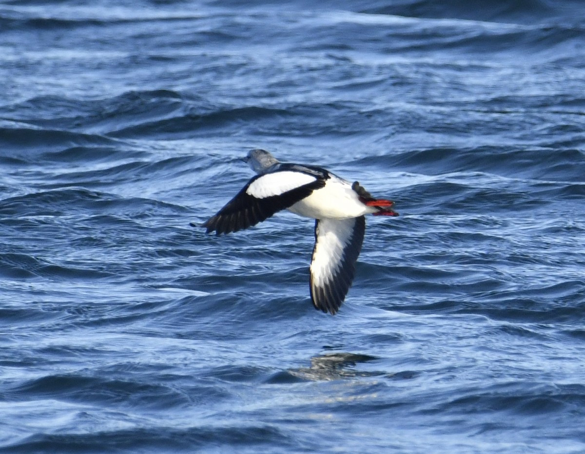 Black Guillemot (grylle Group) - David Chernack