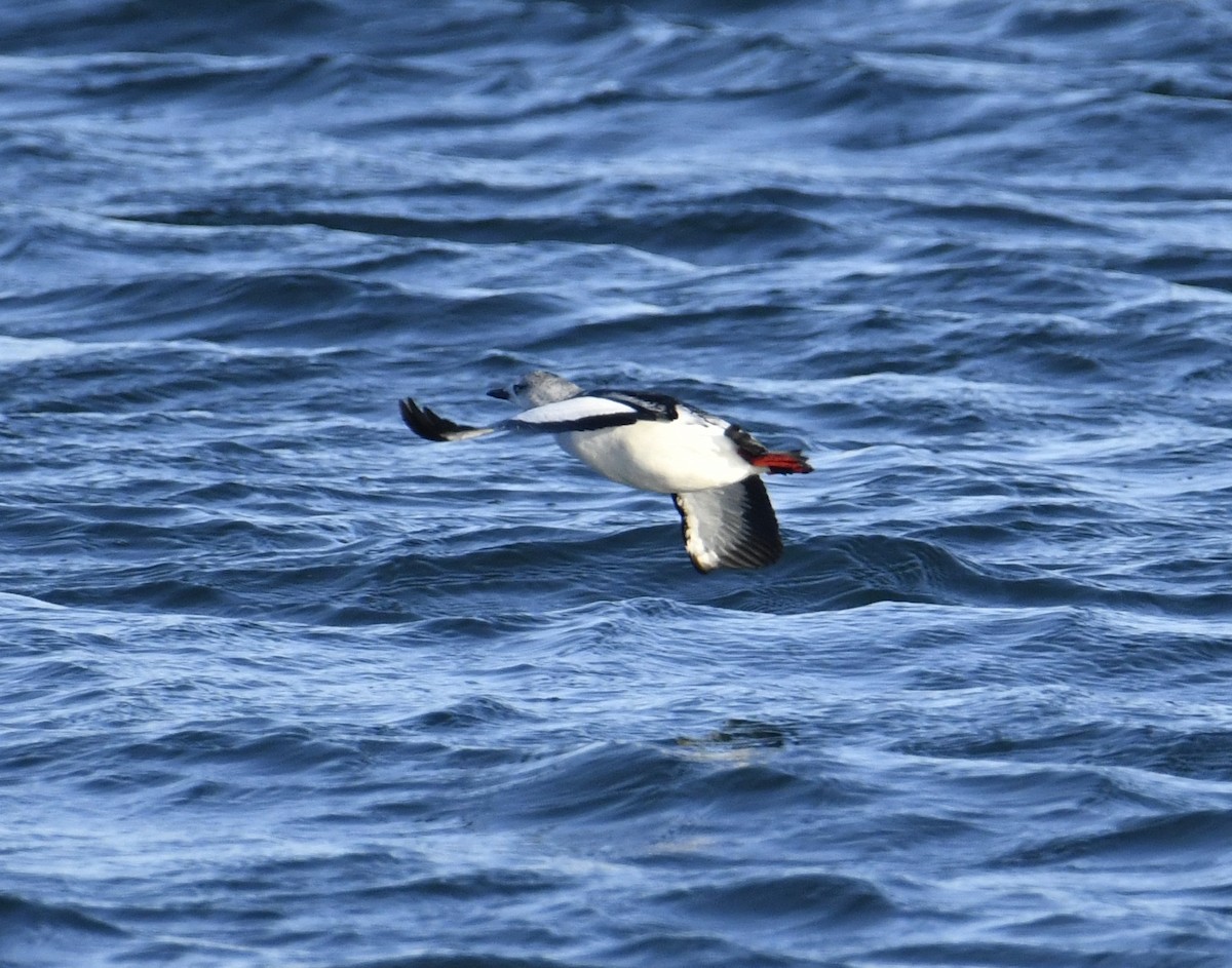 Black Guillemot (grylle Group) - ML523294401