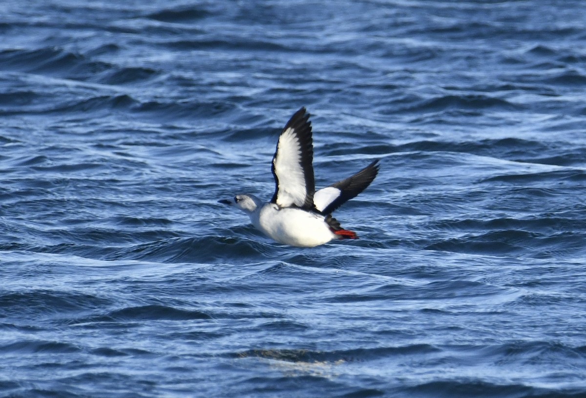 Black Guillemot (grylle Group) - ML523294421