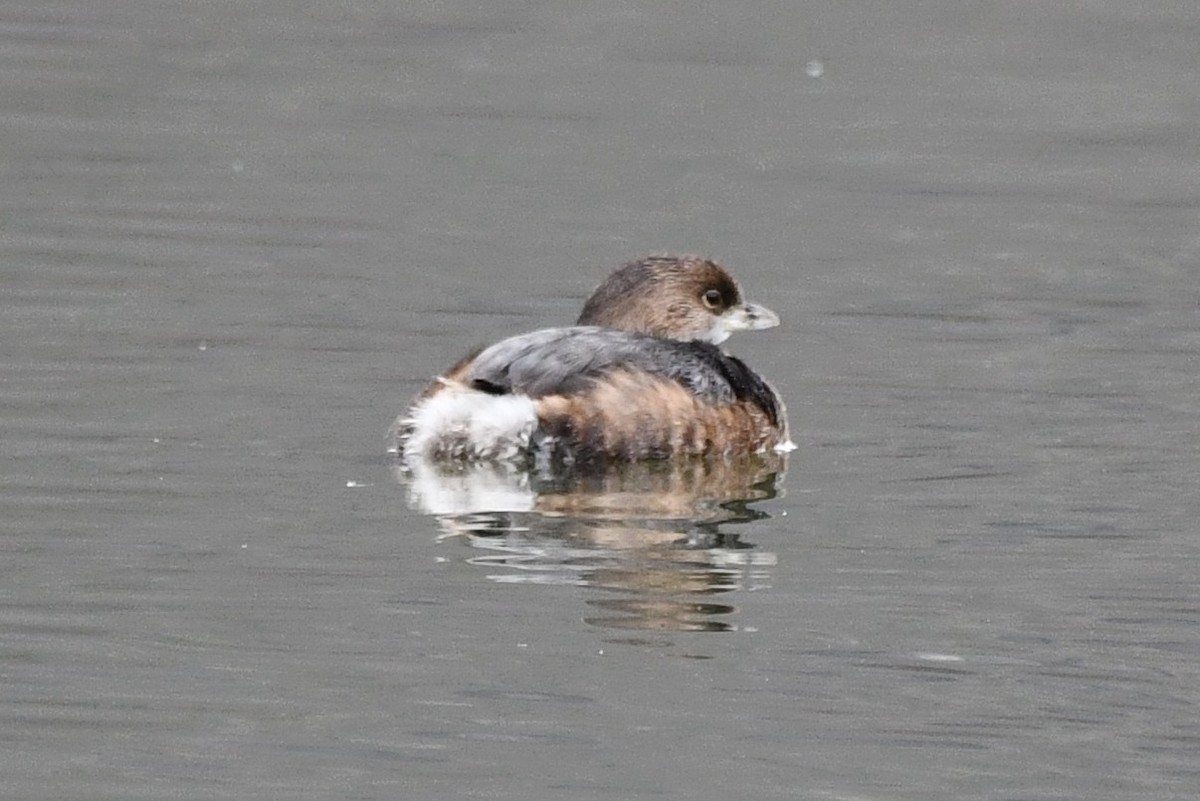 Pied-billed Grebe - ML523295991