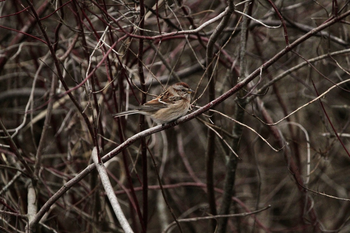 American Tree Sparrow - ML523296611