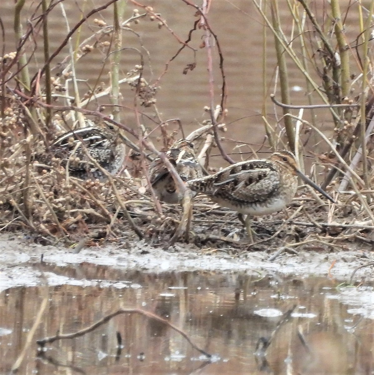 Wilson's Snipe - Michelle Forte