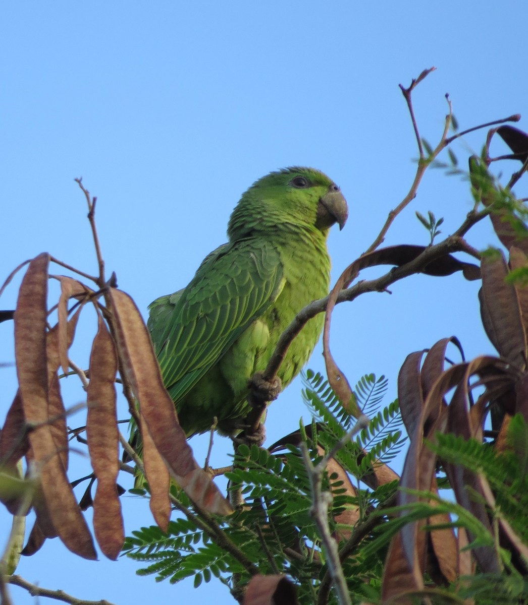 Short-tailed Parrot - ML523298311