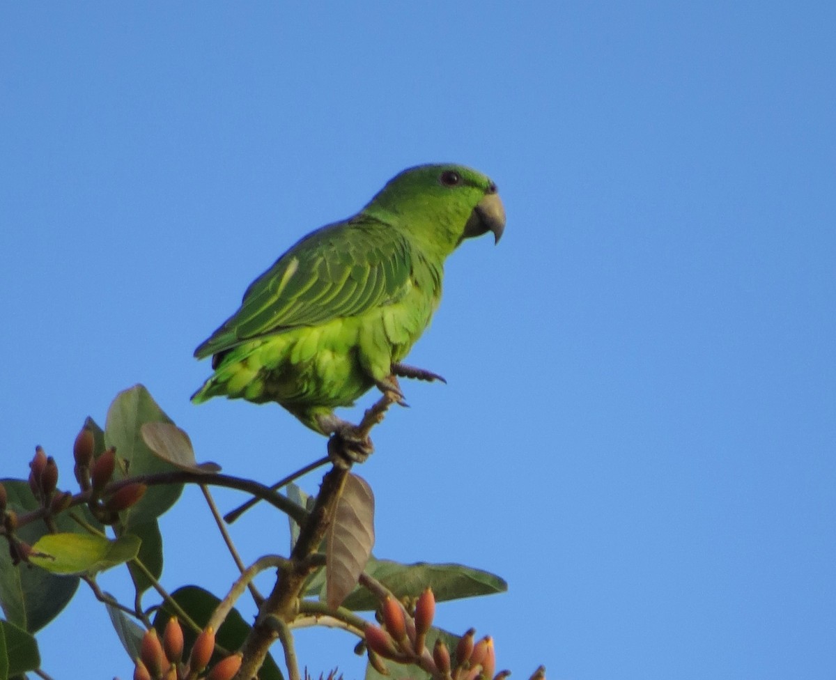 Short-tailed Parrot - ML523298321