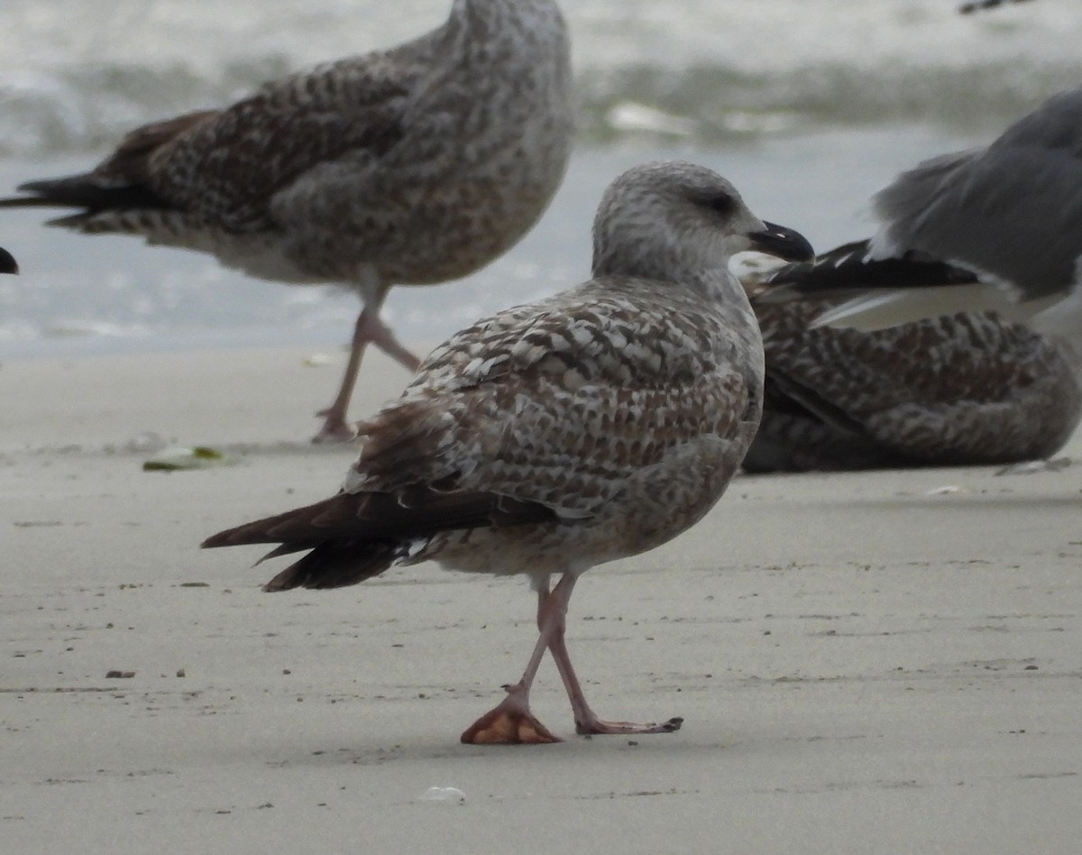 Gaviota Argéntea - ML523298431