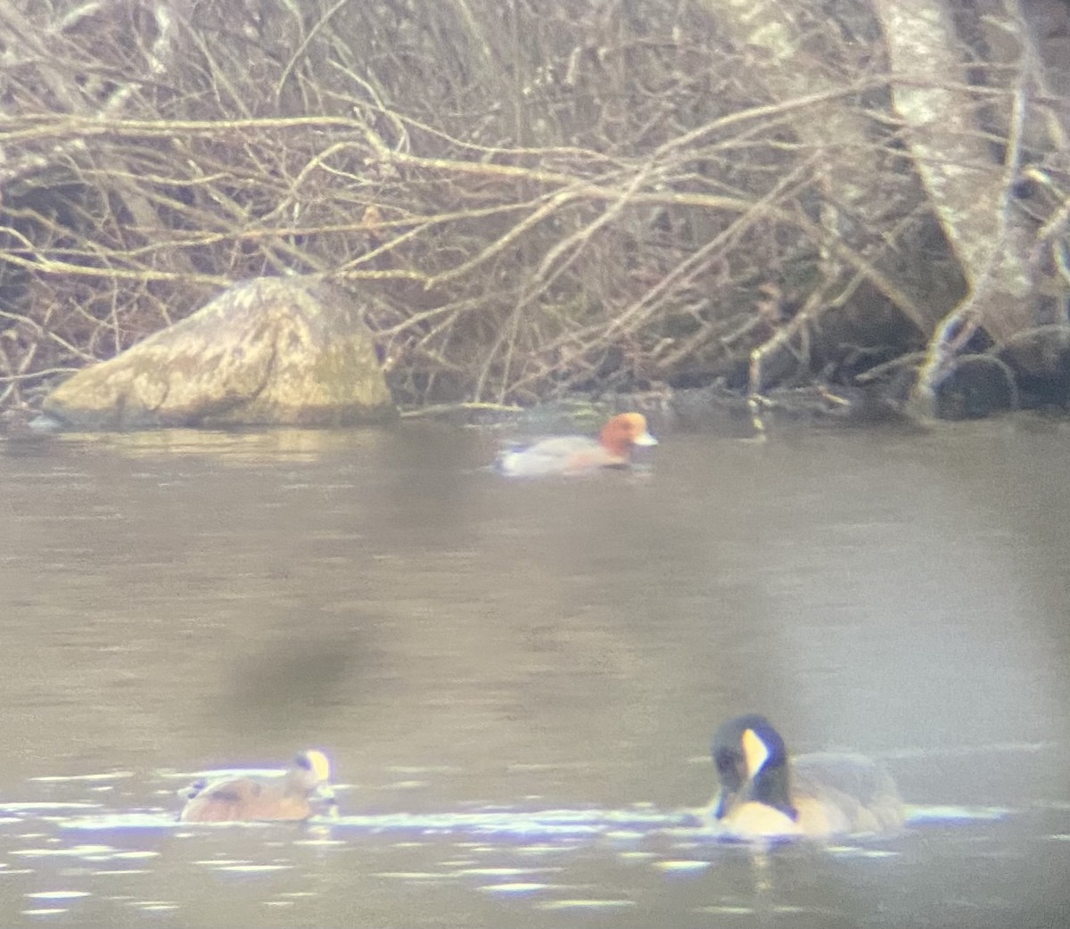 Eurasian Wigeon - ML523299561