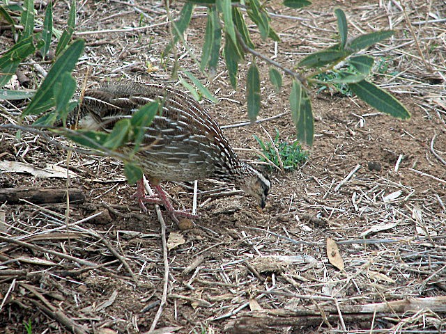 Crested Francolin - ML523300661