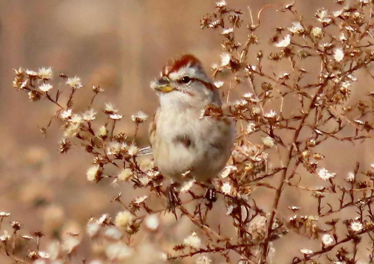 American Tree Sparrow - ML523302211