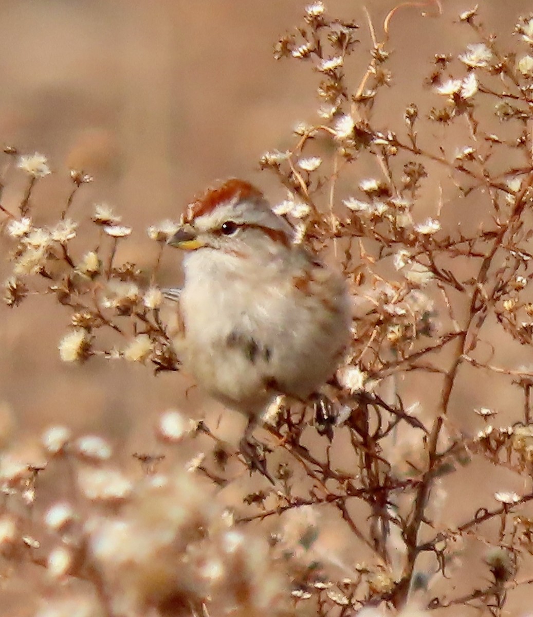 American Tree Sparrow - ML523302411
