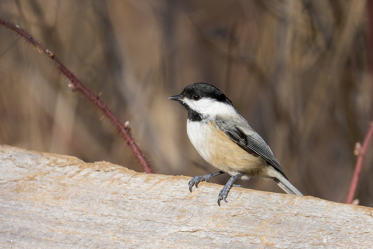 Black-capped Chickadee - Mike Andersen