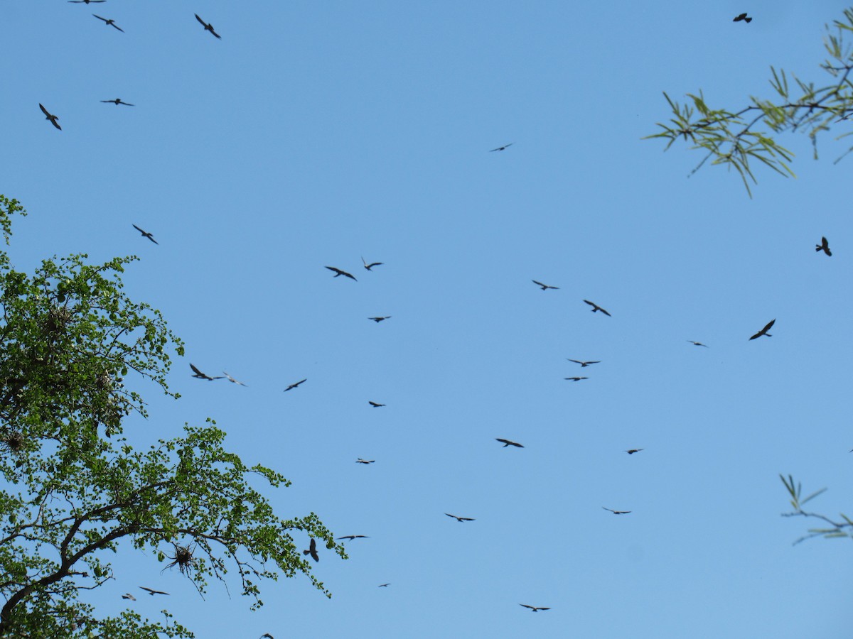 Mississippi Kite - ML523303571