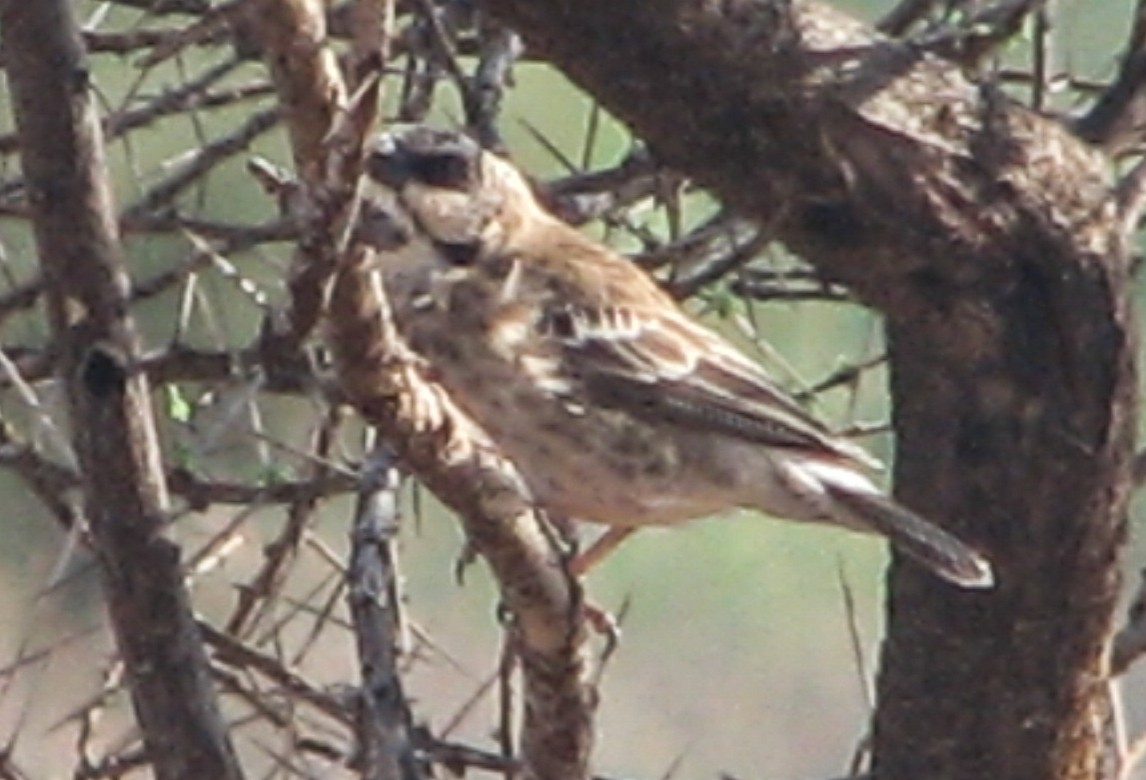Donaldson Smith's Sparrow-Weaver - ML523303781