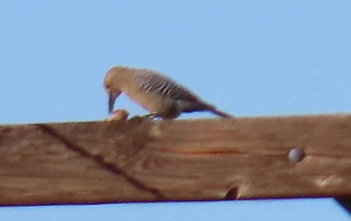 Gila Woodpecker - Nancy Miller