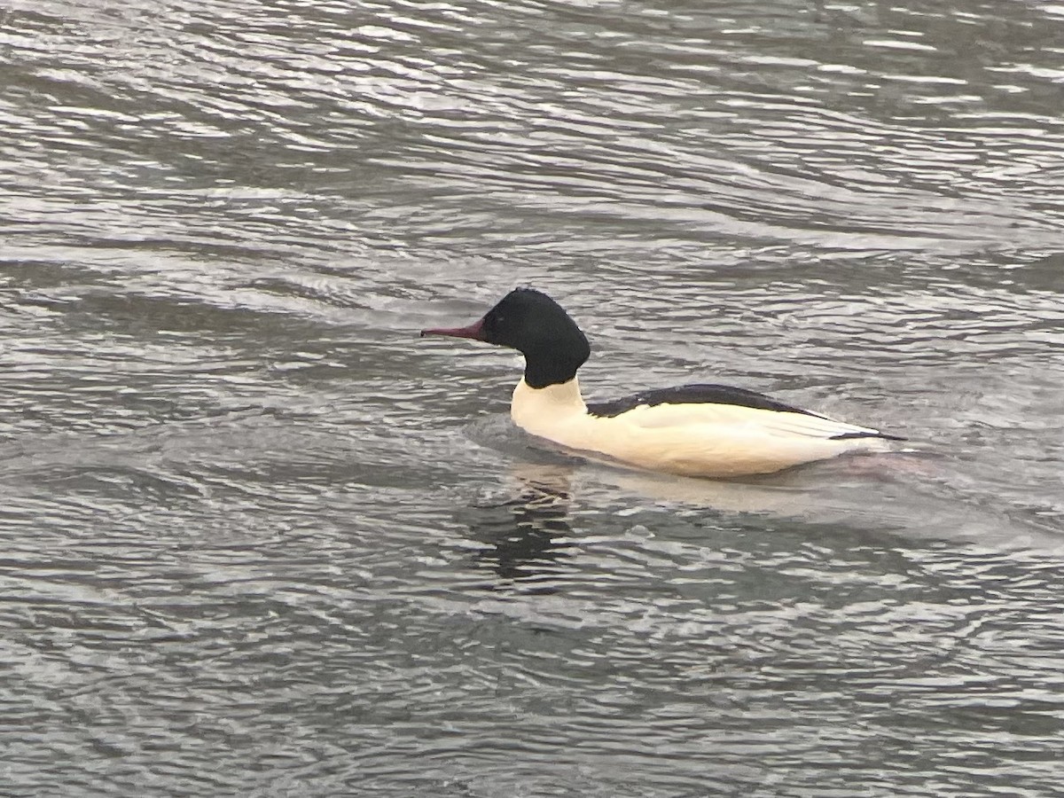 Common Merganser - ML523304131