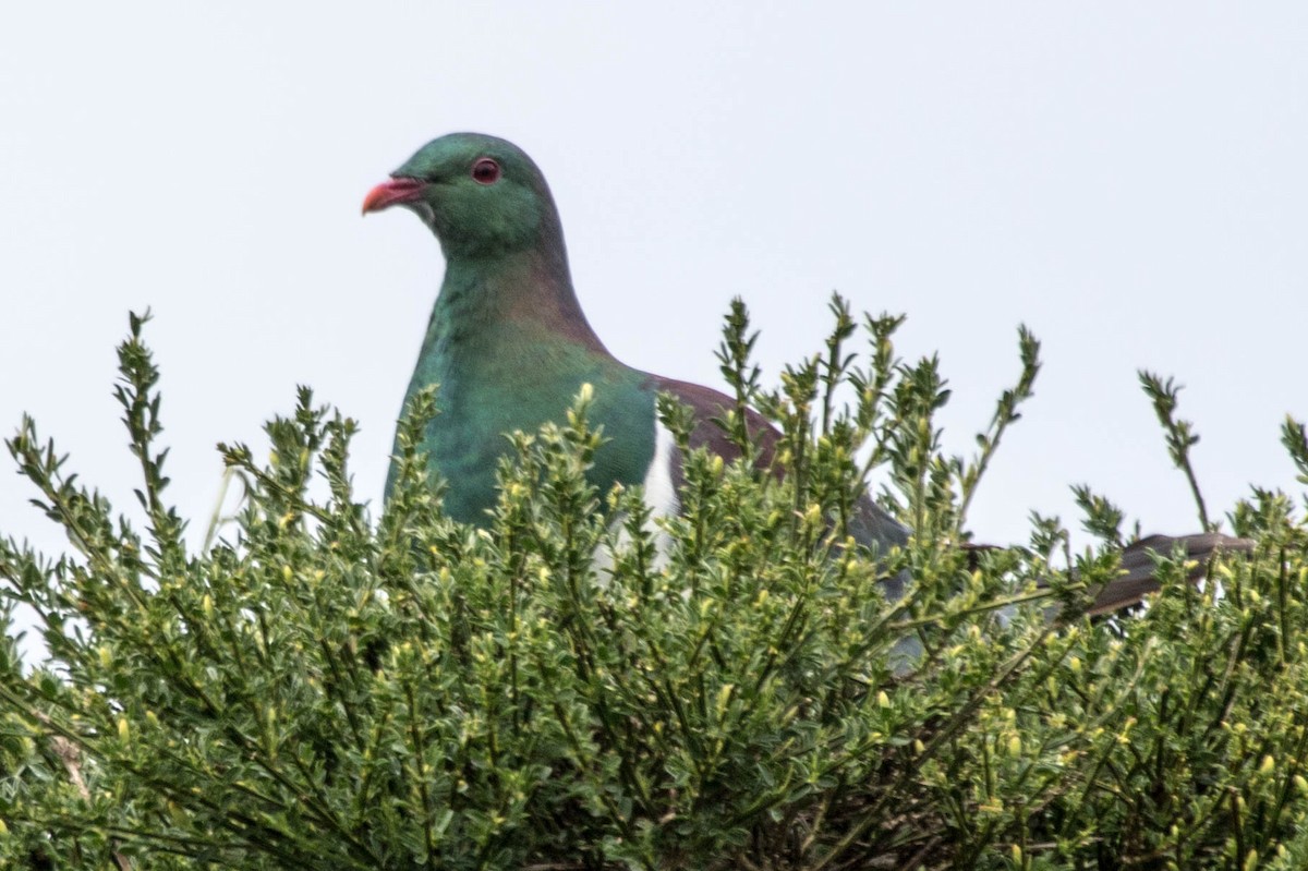 Yeni Zelanda Güvercini - ML523305971