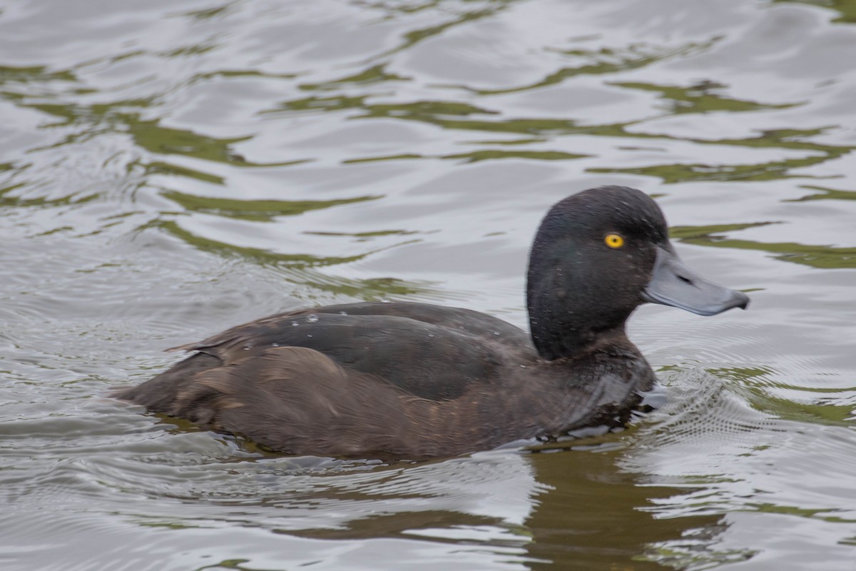 New Zealand Scaup - ML523308171