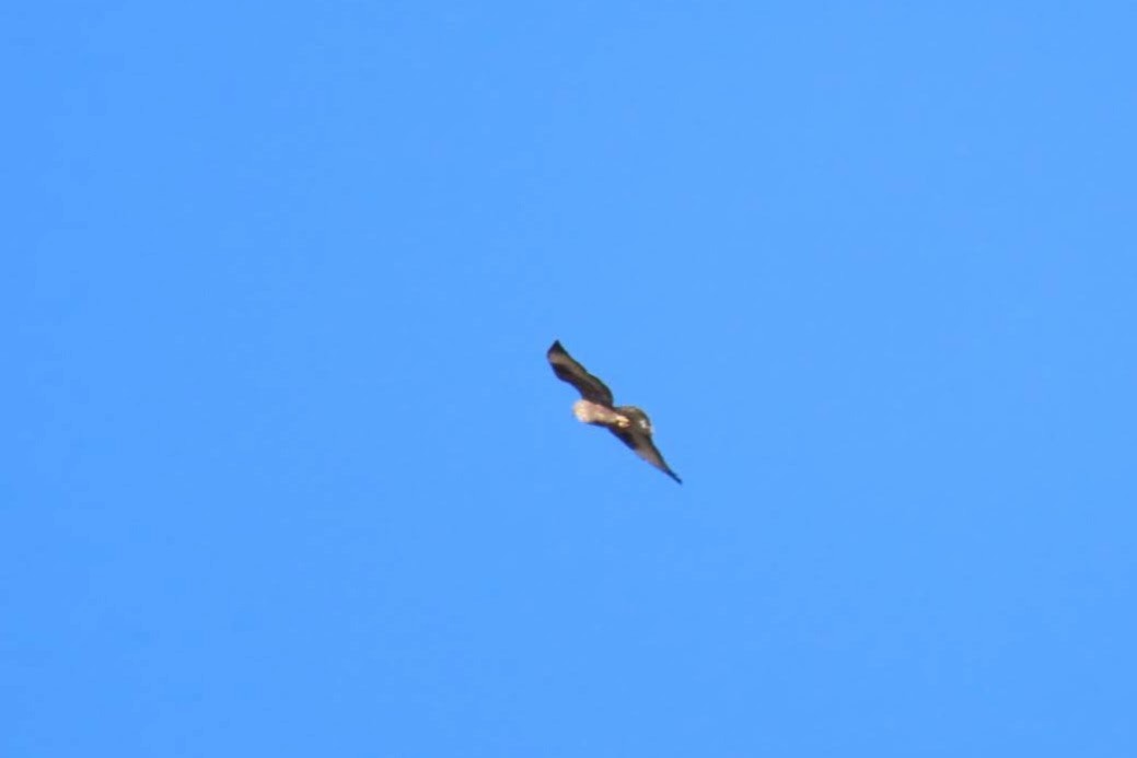 Common Buzzard (Canary Is.) - ML523309001