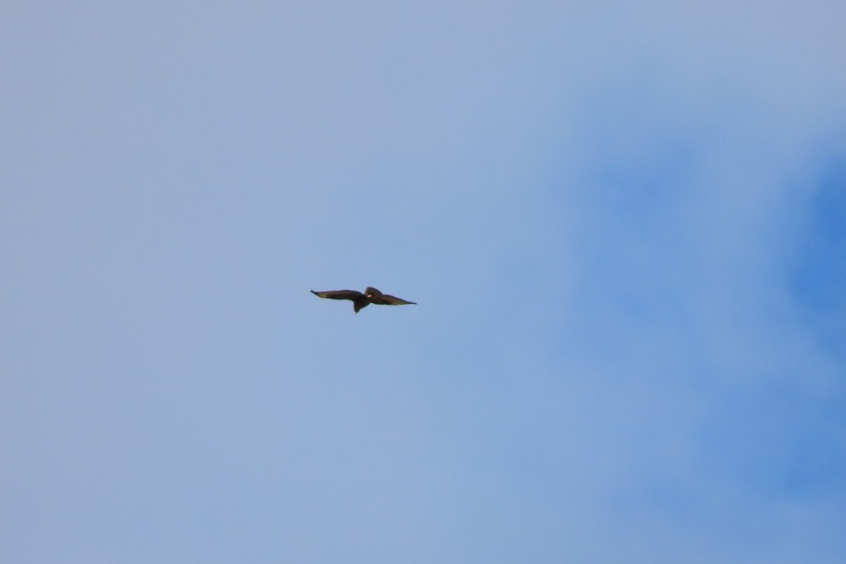 Common Buzzard (Canary Is.) - ML523309011