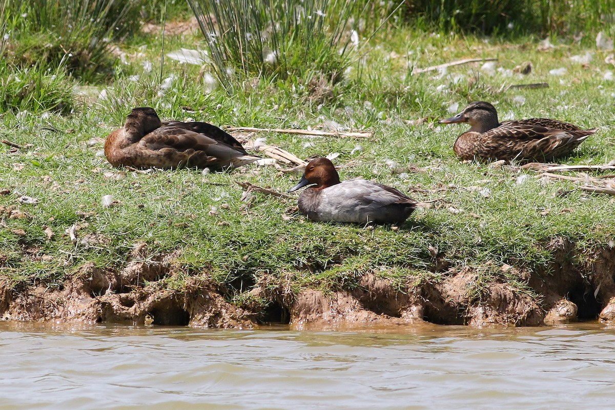 Common Pochard - ML523309331