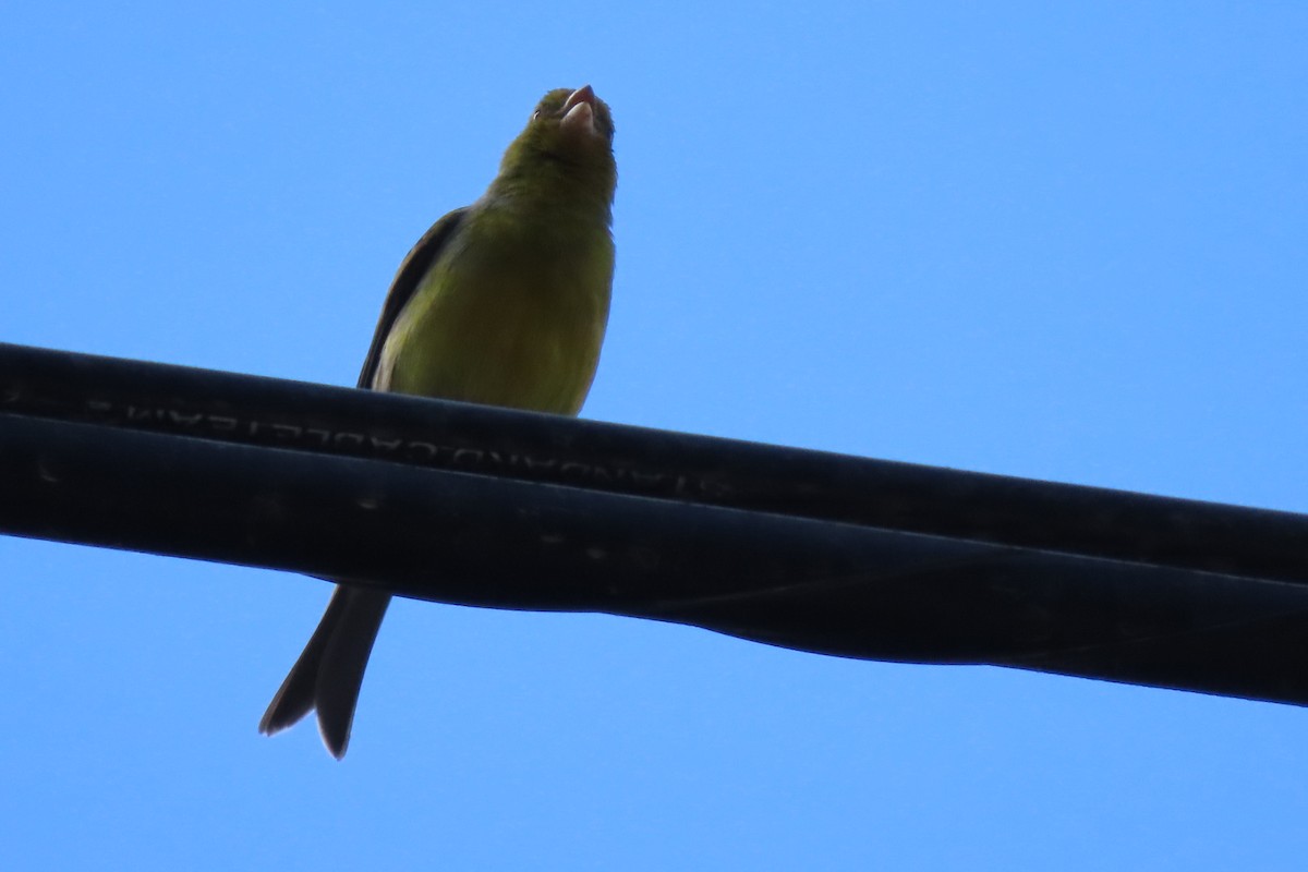 Island Canary - ML523309631