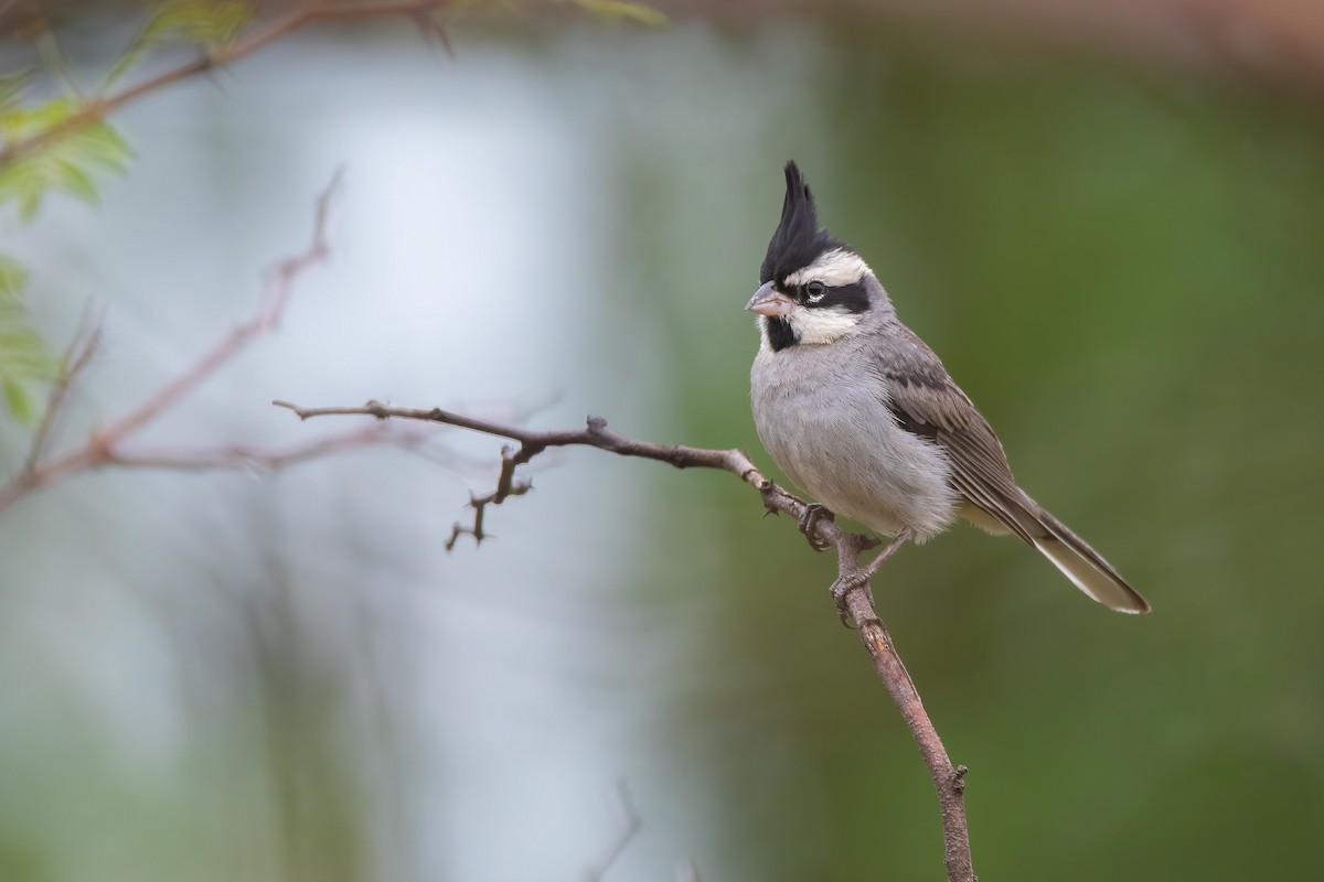 Black-crested Finch - Pablo Re