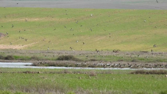 European Golden-Plover - ML523310281