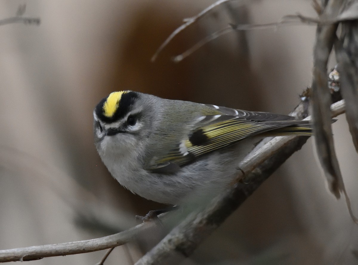 Roitelet à couronne dorée - ML523311611