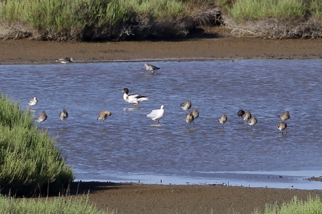 Black-tailed Godwit - ML523311621