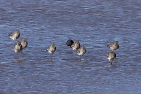 Spotted Redshank - Max Nootbaar