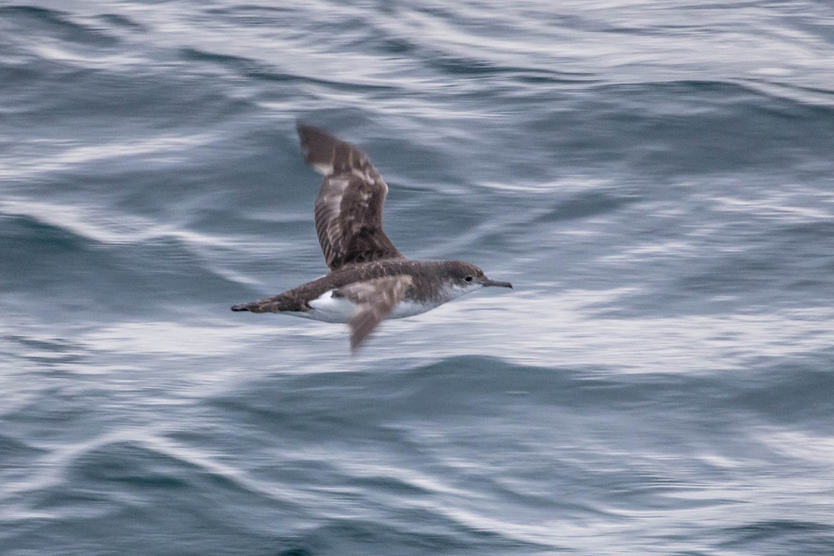 Fluttering Shearwater - ML523311771