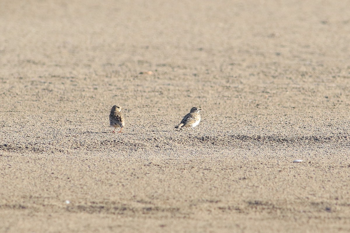 Mediterranean Short-toed Lark - Max Nootbaar