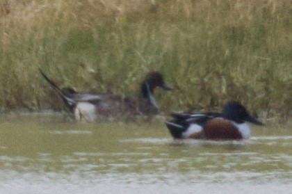 Northern Pintail - ML523312001