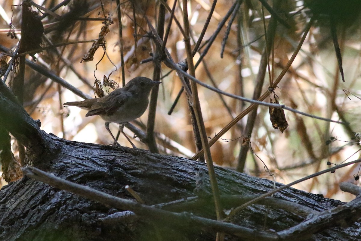 Common Nightingale - ML523312361