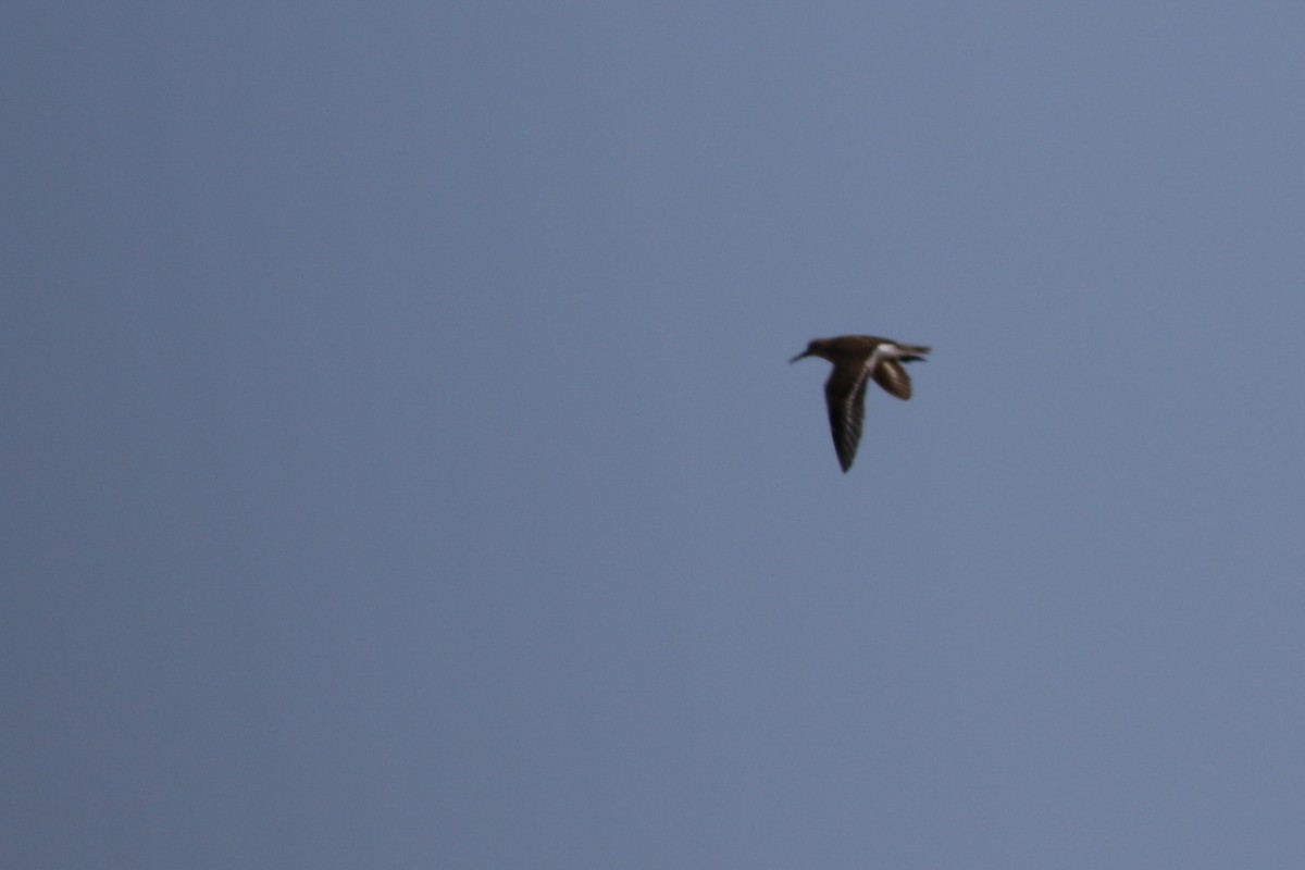 Common Sandpiper - Max Nootbaar