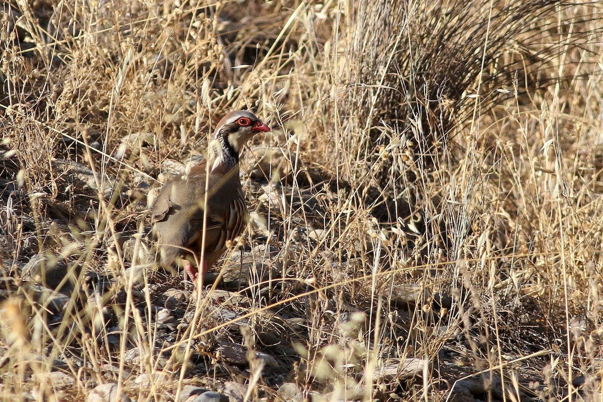 Red-legged Partridge - Max Nootbaar