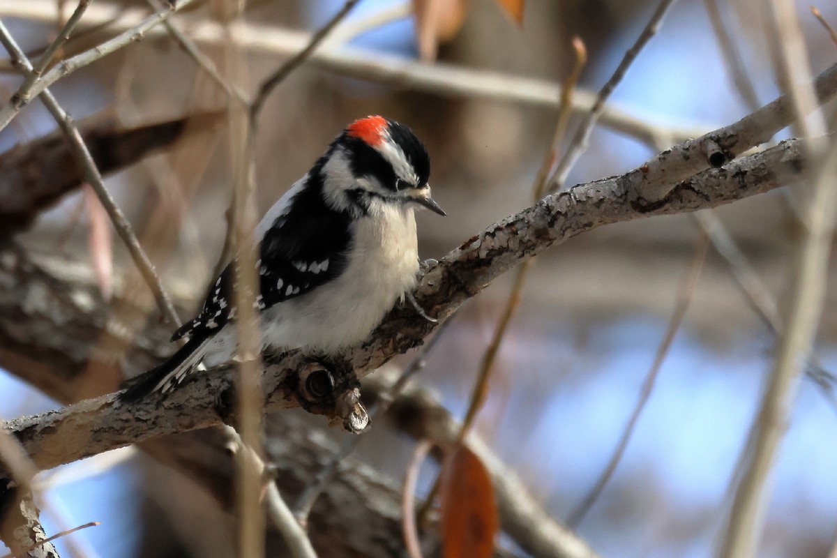 Downy Woodpecker - ML523313271