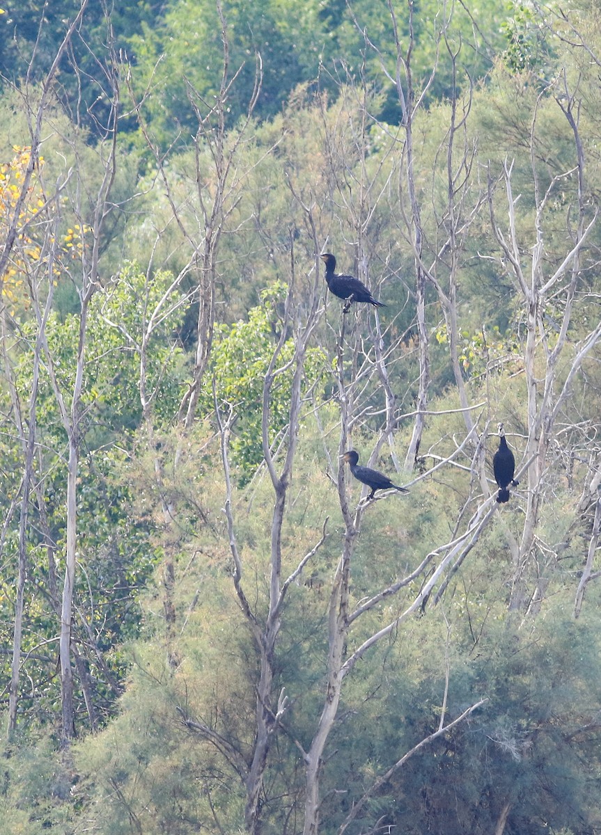 Great Cormorant - Max Nootbaar