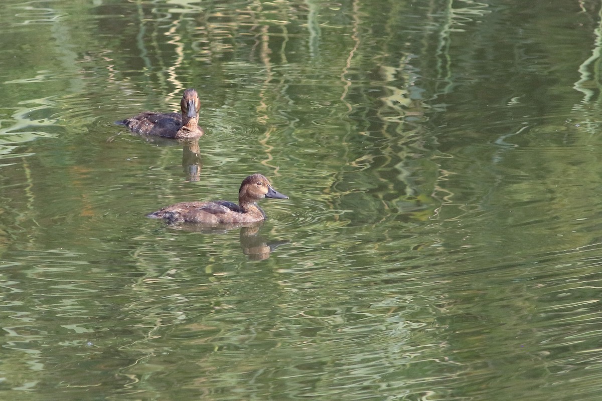 Common Pochard - Max Nootbaar