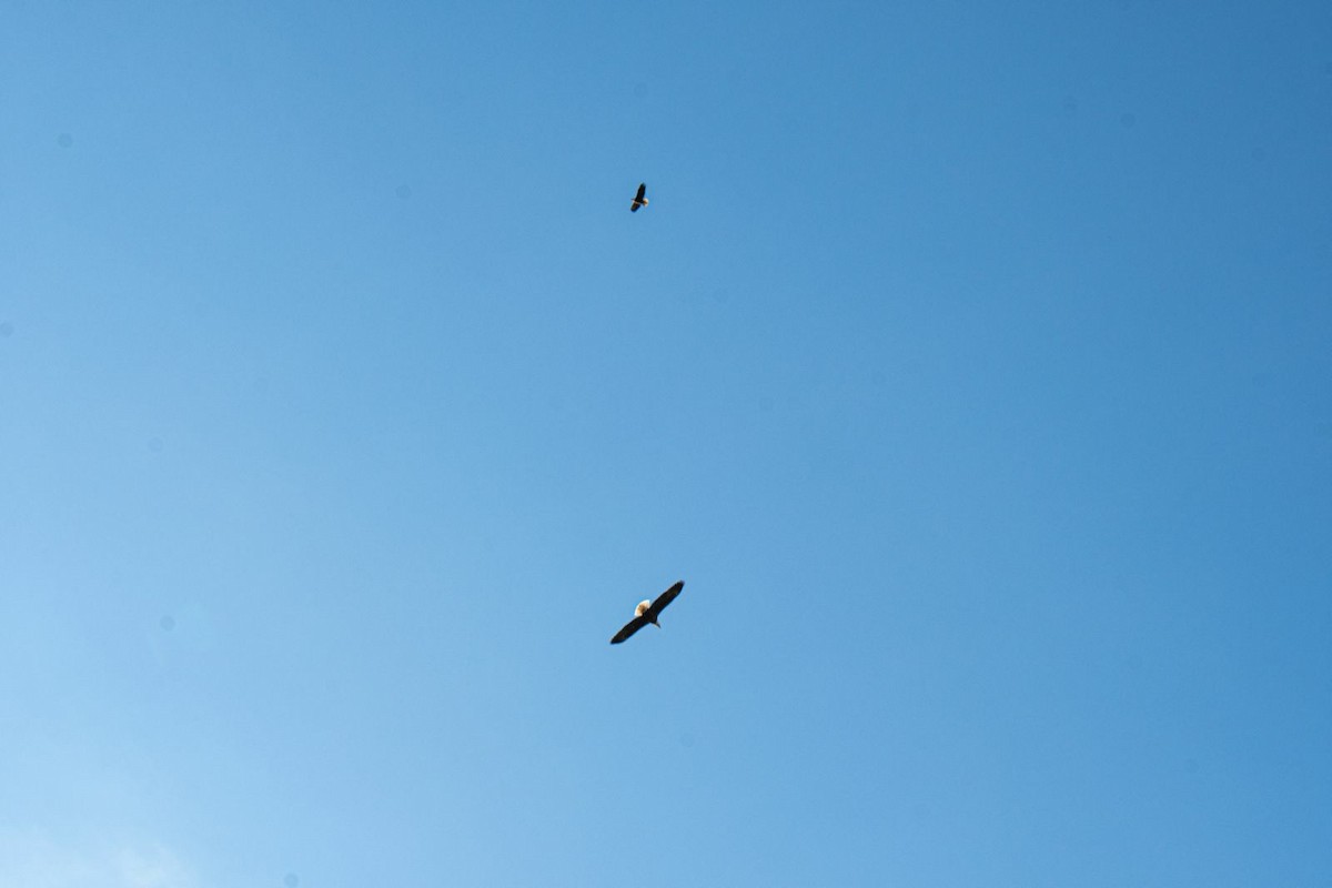 Bald Eagle - ML523314321