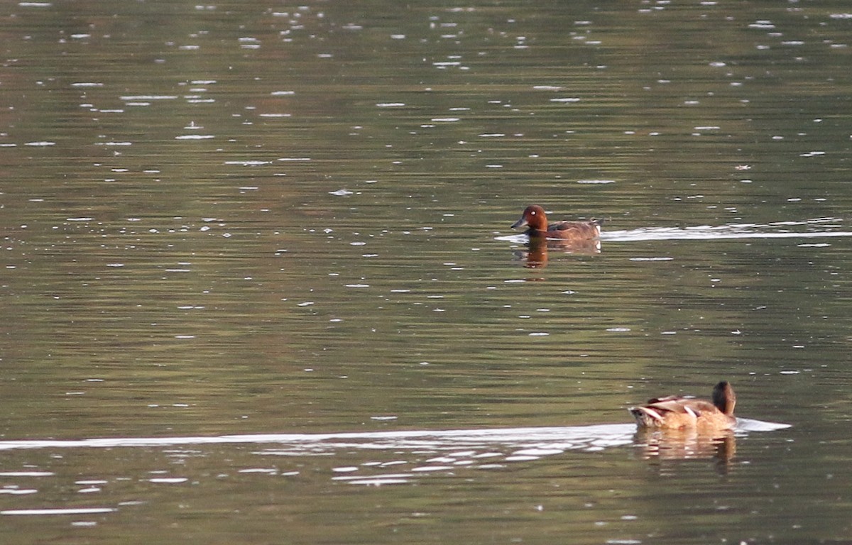 Ferruginous Duck - ML523314461