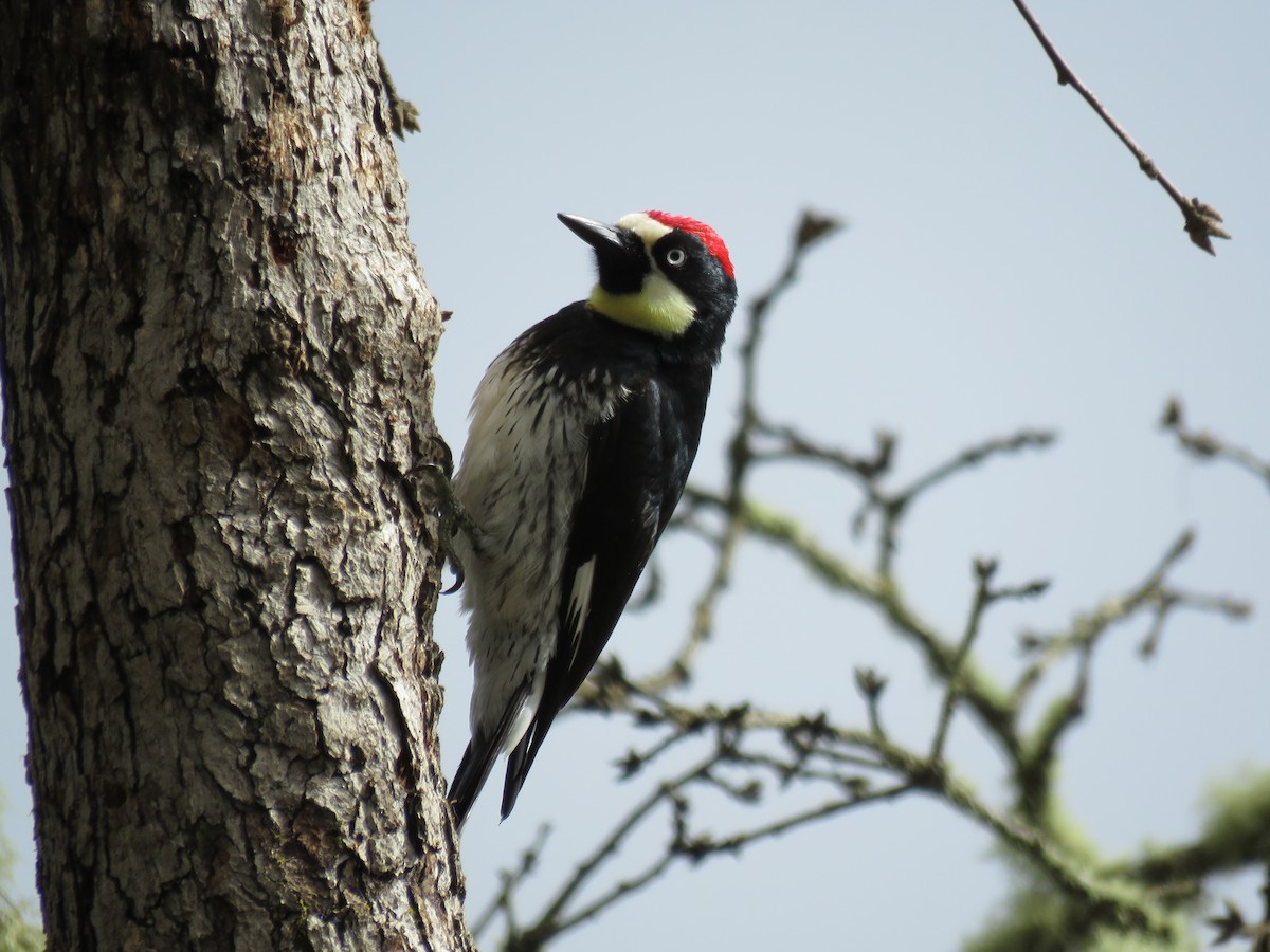 Acorn Woodpecker - Kai Frueh