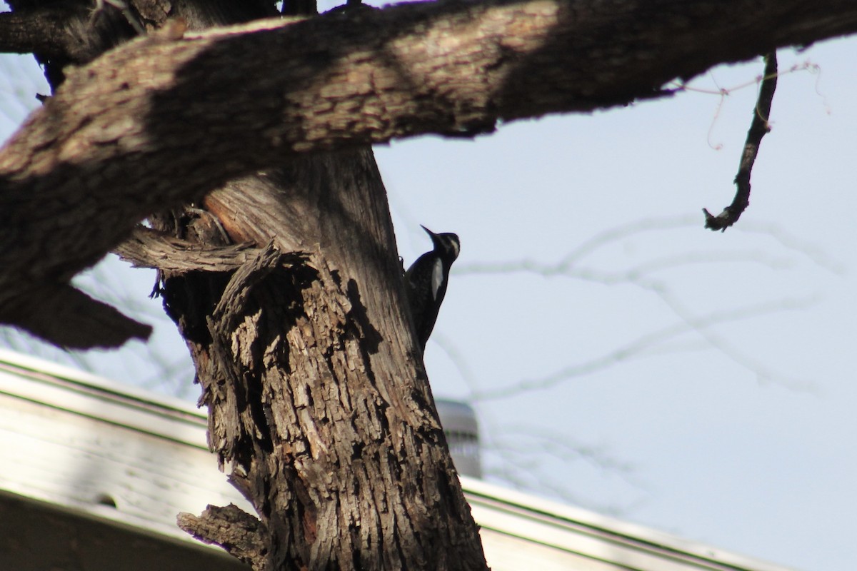 Williamson's Sapsucker - ML523314531