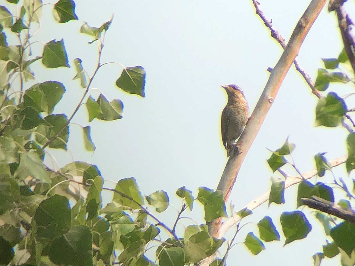 Eurasian Wryneck - ML523314591