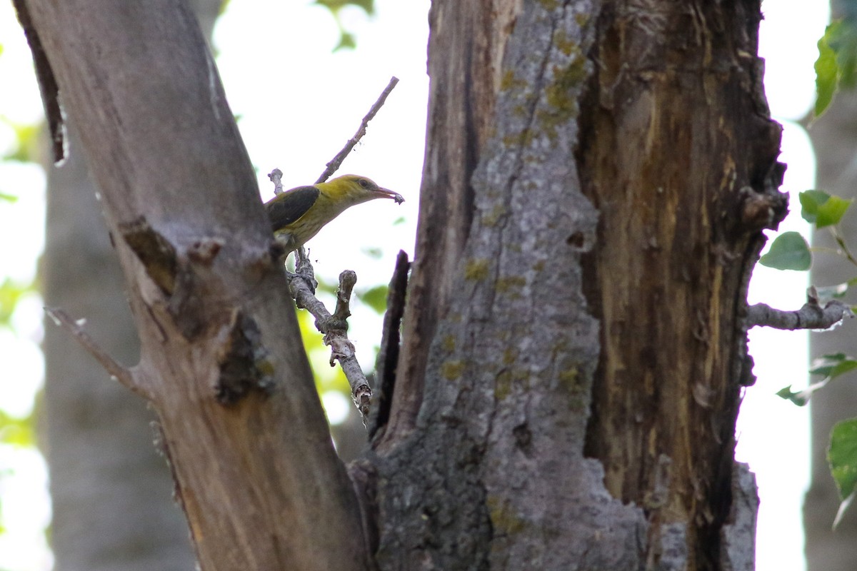 Eurasian Golden Oriole - ML523314641