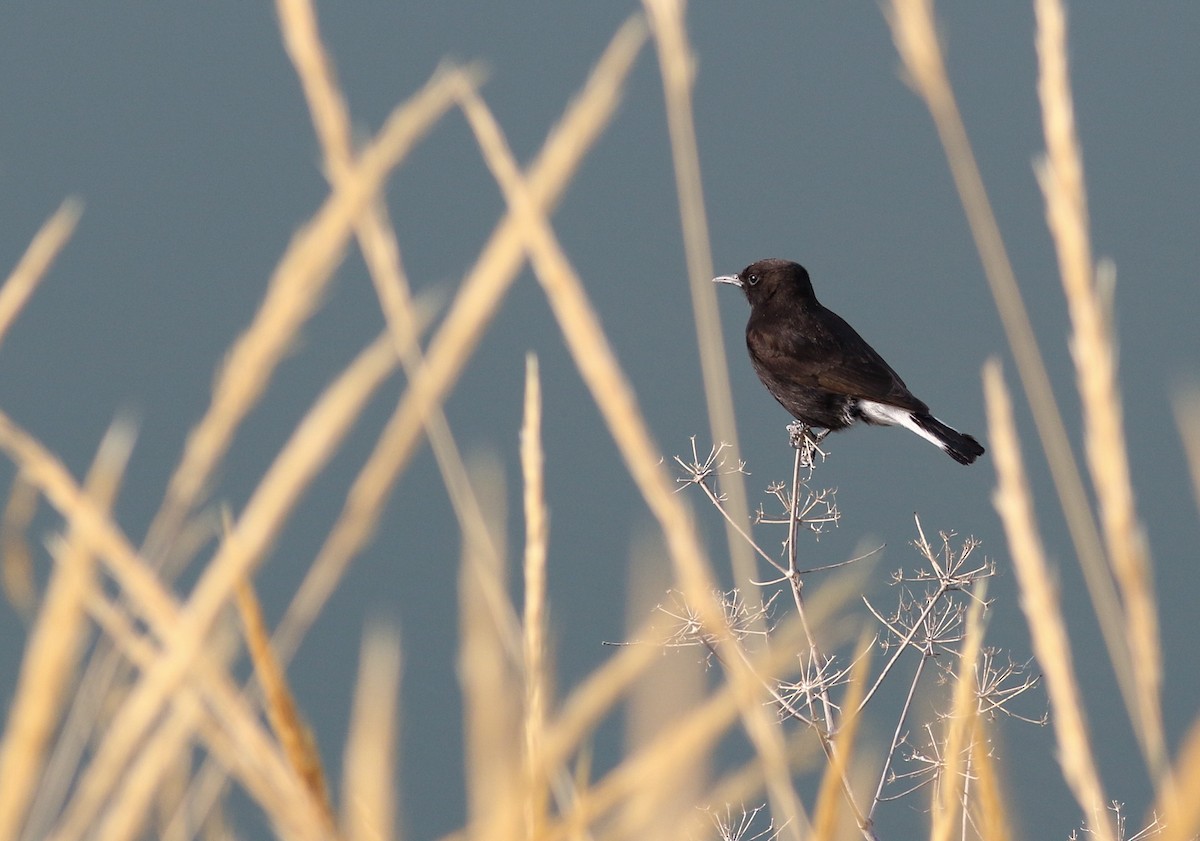 Black Wheatear - Max Nootbaar