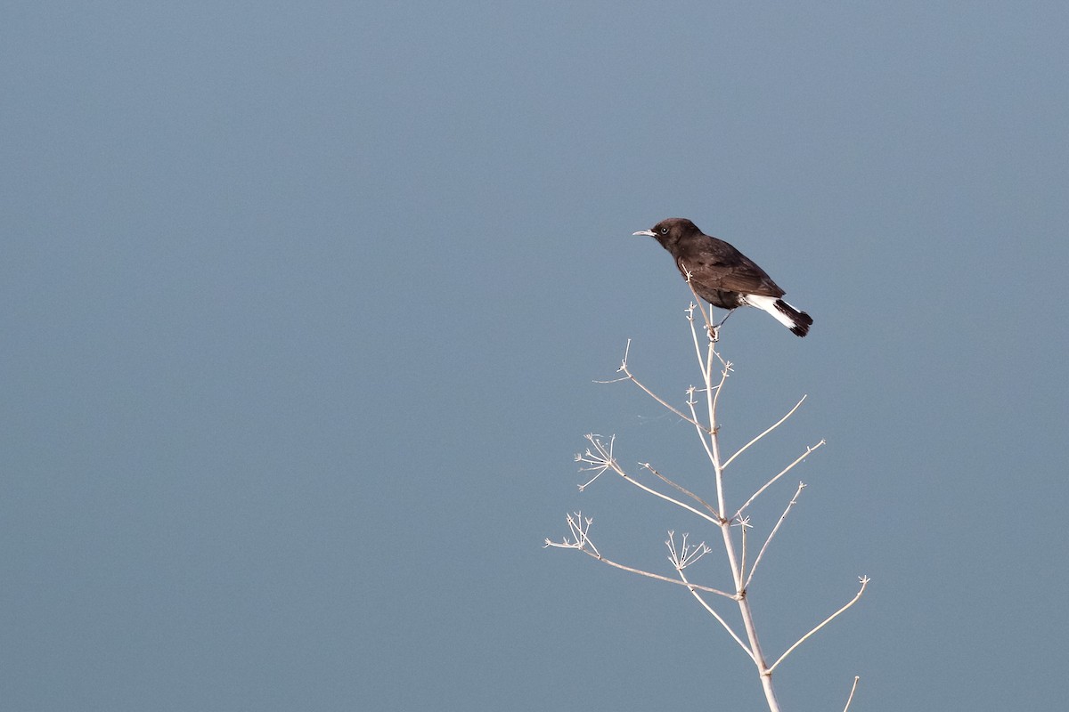 Black Wheatear - ML523314921