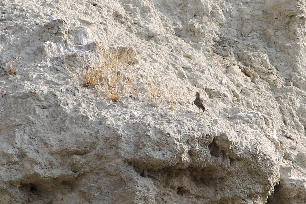 Rock Sparrow - ML523315061