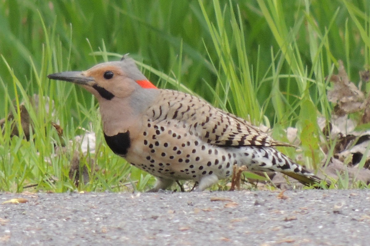 Northern Flicker (Yellow-shafted) - ML523315191