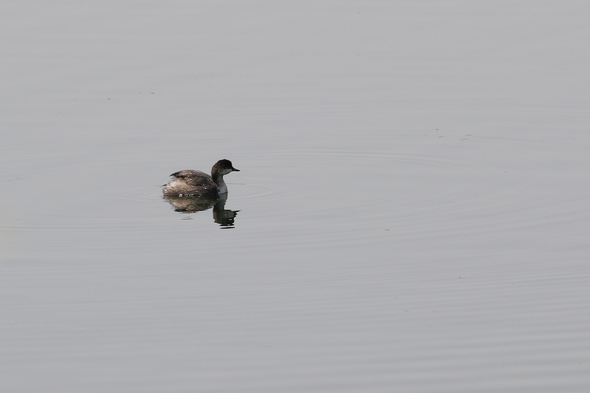 Eared Grebe - ML523315341