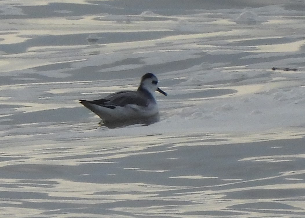 Red Phalarope - ML523315351